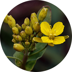 Tribulus Terrestris image