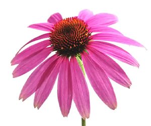 Echinacea Purpurea