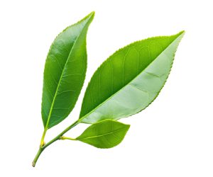 Green Tea Extract