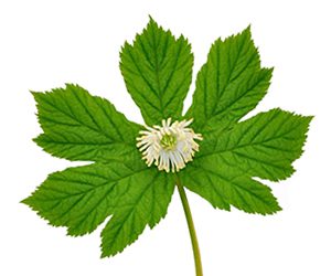 goldenseal