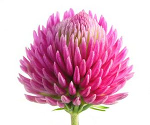 red clover