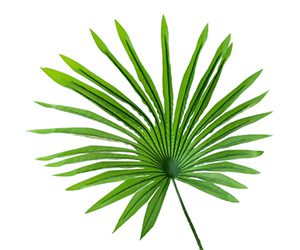 saw palmetto